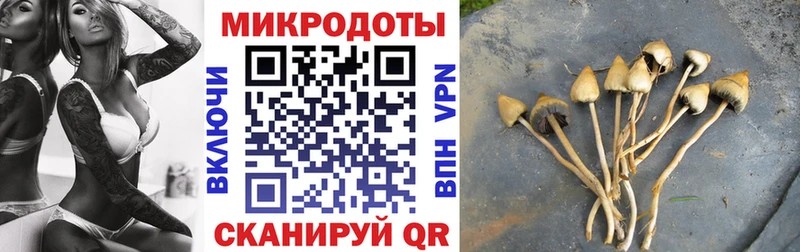 Галлюциногенные грибы Psilocybine cubensis  Задонск 